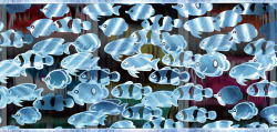 パチンコドラム海物語の魚影エリートサラリーマン鏡画像